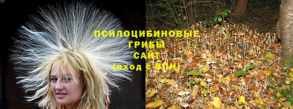 прущие грибы Сафоново